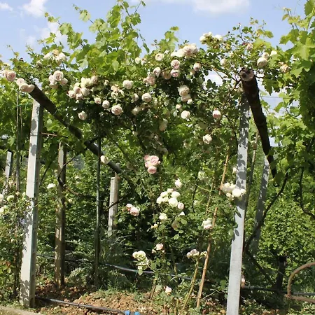 Tatil Evi Bobolino